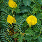 Chalily Giant Sensitive Plant, a Great Live Pond Plant for Your Water Garden. Filters The koi and Goldfish Pond. Good for Bogs, Plant Shelf or Shallow Water This marginal Aquatic is a Real Beauty