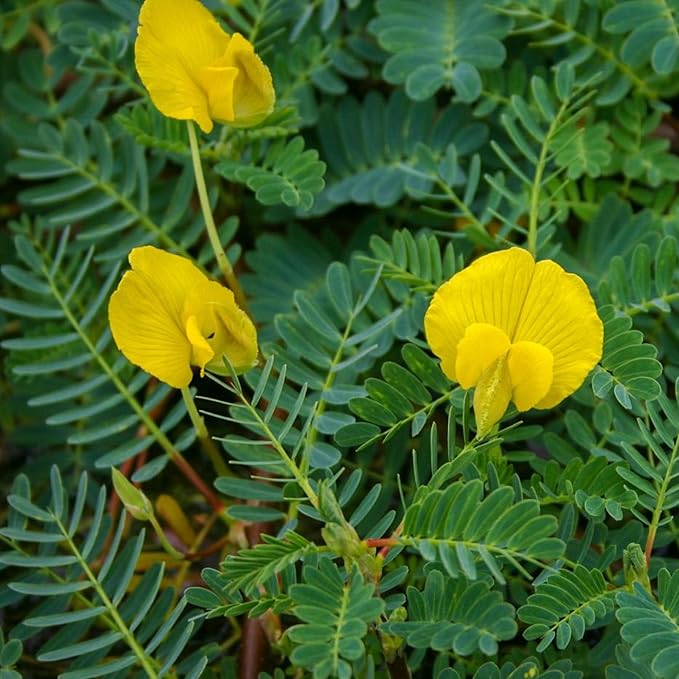 Chalily Giant Sensitive Plant, a Great Live Pond Plant for Your Water Garden. Filters The koi and Goldfish Pond. Good for Bogs, Plant Shelf or Shallow Water This marginal Aquatic is a Real Beauty