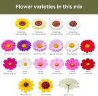 Cut Flower Garden Seed Mix – 15,000+ Seeds – 1 oz Extra Large Packet – Non-GMO Flower Seeds – Zinnia, Cosmos, Larkspur, Calendula, Bishop’s Flower & More for Bouquets & Cutting Gardens