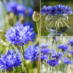 Groundio 6000+ Bachelor Button Seeds Tall Blue, Non-GMO Heirloom Cornflower Seeds, Stunning Blue Wildflower Seeds Easy to Grow, Perfect for Wildflower & Pollinator Gardens (Centaurea cyanus)