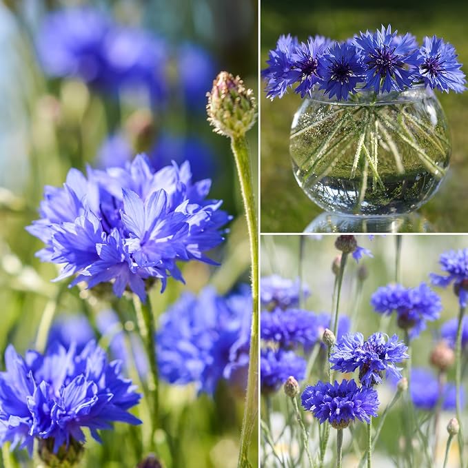 Groundio 6000+ Bachelor Button Seeds Tall Blue, Non-GMO Heirloom Cornflower Seeds, Stunning Blue Wildflower Seeds Easy to Grow, Perfect for Wildflower & Pollinator Gardens (Centaurea cyanus)
