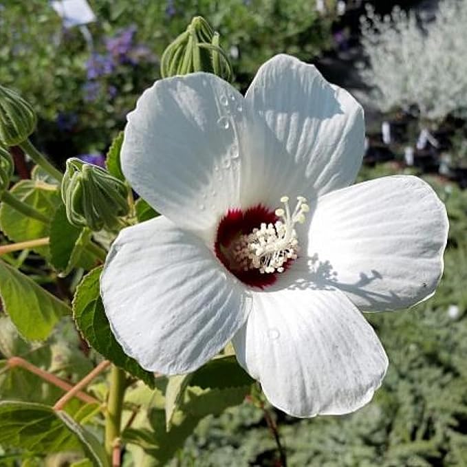 Chalily White Water Hibiscus, a Great Live Pond Plant for Your Water Garden. Filters The koi and Goldfish Pond. Good for Bogs, Plant Shelf or Shallow Water This marginal Aquatic is a Real Beauty