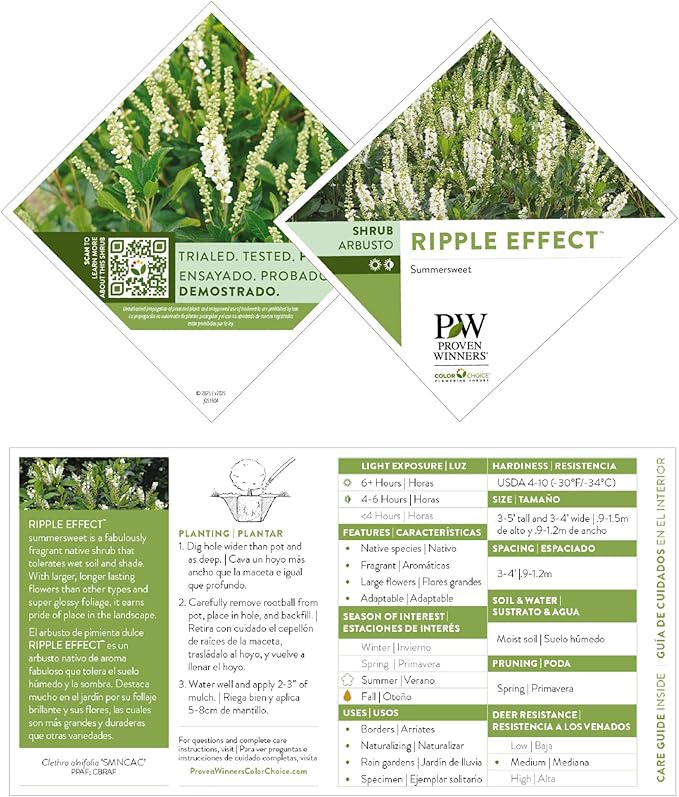 Proven Winners Ripple Effect Summersweet (Clethra alnifolia) Live Plant, 4.5" Qt, 4 Pack