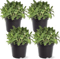 Live Aromatic and Edible Herb - Sage (4 Per Pack), Supports Memory and Brain Health, 8" Tall by 4" Wide in 1 Pint Pot