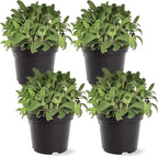 Live Aromatic and Edible Herb - Sage (4 Per Pack), Supports Memory and Brain Health, 8" Tall by 4" Wide in 1 Pint Pot