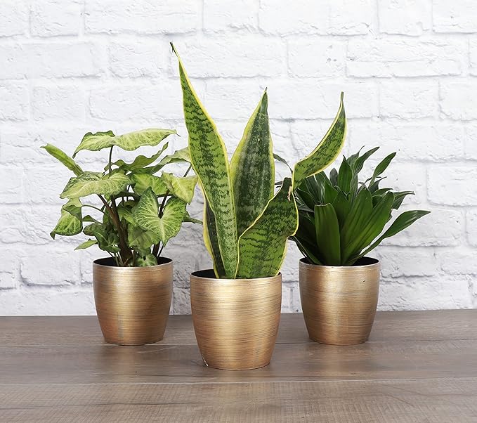 Thorsen's Greenhouse Low Light Houseplant Set, Easy Care Plants, Set of 3 Plants, Live Indoor Plants, 4" Diameter, Classic Pots (Gold)