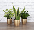 Thorsen's Greenhouse Low Light Houseplant Set, Easy Care Plants, Set of 3 Plants, Live Indoor Plants, 4" Diameter, Classic Pots (Gold)