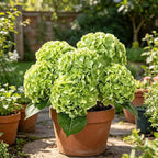 DuHouse 5Pcs Large Hydrangea Artificial Flowers,20 inch Latex Real Touch Hydrangeas Lifelike Hydrangea Flower for Home Wedding Bouquets Centerpieces Party Living Room Outdoors Decoration(Green)