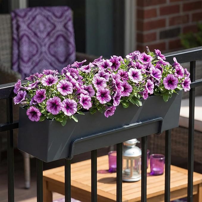 Proven Winners® Petunia Plant - Supertunia Bordeaux - 2 Pack - Annual Flower for Spring & Summer Blooms - 6" Tall x 6" Wide, 1.56 Pt Pot