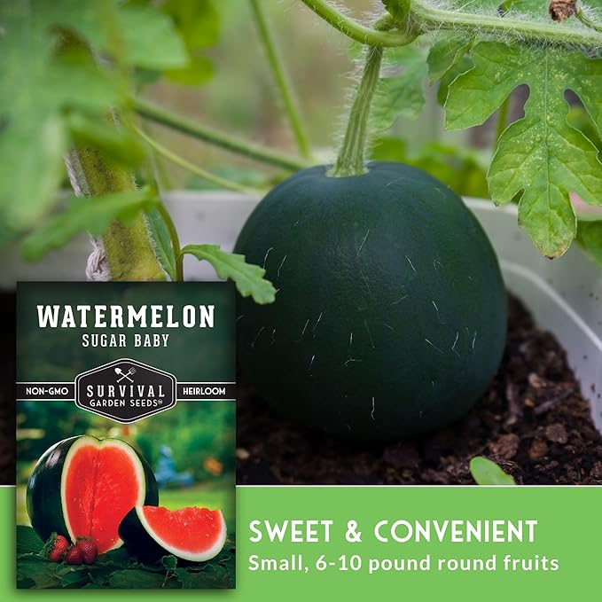 Sugar Baby Watermelon Seeds - Grow Little Round Icebox Watermelons at Home - Non-GMO Heirloom Variety for Planting - Survival Garden Seeds (1 Pack)