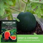 Sugar Baby Watermelon Seeds - Grow Little Round Icebox Watermelons at Home - Non-GMO Heirloom Variety for Planting - Survival Garden Seeds (1 Pack)