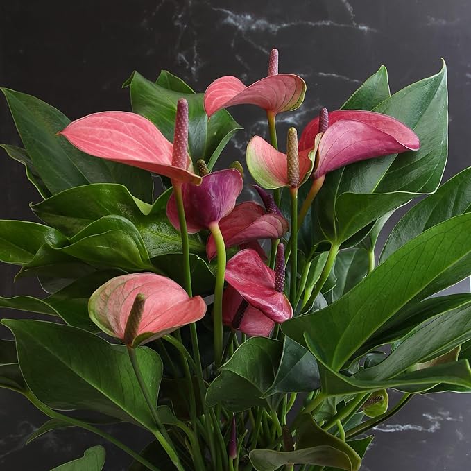 Purple Anthurium Live Plant (Approx. 8-11" Tall), Real Flowers/Unique House Plants in 4" Nursery Pot, Floral Desk Plant, Air Purifying Plants & Cool Gifts for Plant Lovers by Plants for Pets