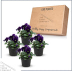 Live Healthy Flowering Pansies - Purple (4 Plants Per Pack), Beautiful Winter Color, 6" Tall by 4" Wide in 1 Pint Square Pot