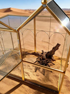 Ready-to-Use Glass Terrarium with Vents - 8.66"x4.72"x8.46" House-Shaped Jumping Spider Enclosure, Habitat for Praying Mantis, Snails, Insect or Succulent Plants - Home Garden Tabletop Decor