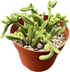 Sprout N Green Crassula pyramidalis Thumb, Rare Live Pagoda Mini Jade Succulent Plant Fully Rooted in 4" Planter with Soil, Home Office Indoor Outdoor Wedding Decoration DIY Projects Party