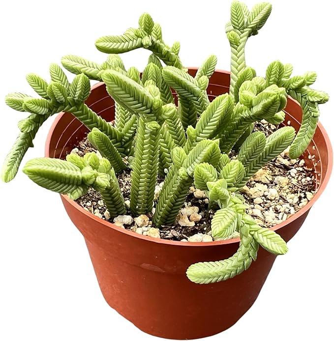 Sprout N Green Crassula pyramidalis Thumb, Rare Live Pagoda Mini Jade Succulent Plant Fully Rooted in 4" Planter with Soil, Home Office Indoor Outdoor Wedding Decoration DIY Projects Party