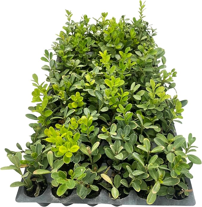 ragnaroc Japanese Boxwood 2-4" (Buxus microphylla VAR. Japonica) 1ct - Live Plant for Indoor Outdoor Use, Garden & Landscaping - Live Arrival Guaranteed