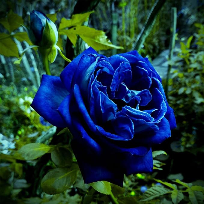 265+ Rose Seeds for Planting Outdoor-Rare Rose Flower Seeds to Plant Garden Decor Open-Pollinated Non-GMO Heirloom