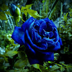 265+ Rose Seeds for Planting Outdoor-Rare Rose Flower Seeds to Plant Garden Decor Open-Pollinated Non-GMO Heirloom