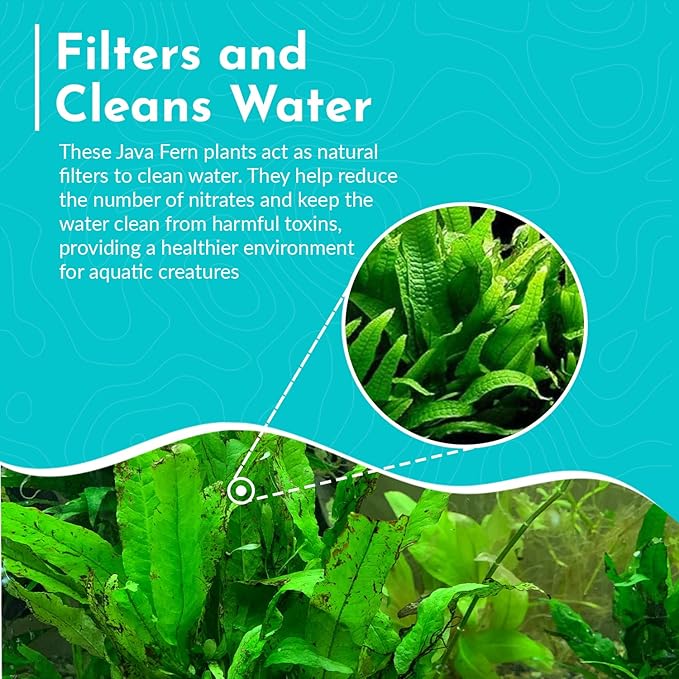 Live Plants for Fish Tank - Java Fern Mat with Coconut Coir, Microsorum Pteropus - Ideal Live Plants for Beta Fish Tank - Enhance Aquatic Environments Naturally