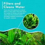 Live Aquarium Plants - Java Fern Mat, Large Microsorum Pteropus, Tall Fresh Water Aquarium Plants for Aquariums, Java Fern Live Plants, Aquarium Plants Live