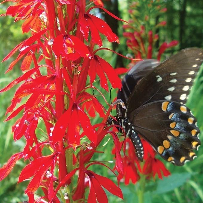 Cardinal Flower, a Great Live Pond Plant for Your Water Garden. Filters koi and Goldfish Ponds. Good for Bogs, Plant Shelf or Shallow Water This marginal Aquatic is a Real Beauty