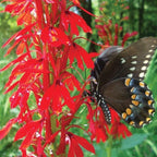 Cardinal Flower, a Great Live Pond Plant for Your Water Garden. Filters koi and Goldfish Ponds. Good for Bogs, Plant Shelf or Shallow Water This marginal Aquatic is a Real Beauty