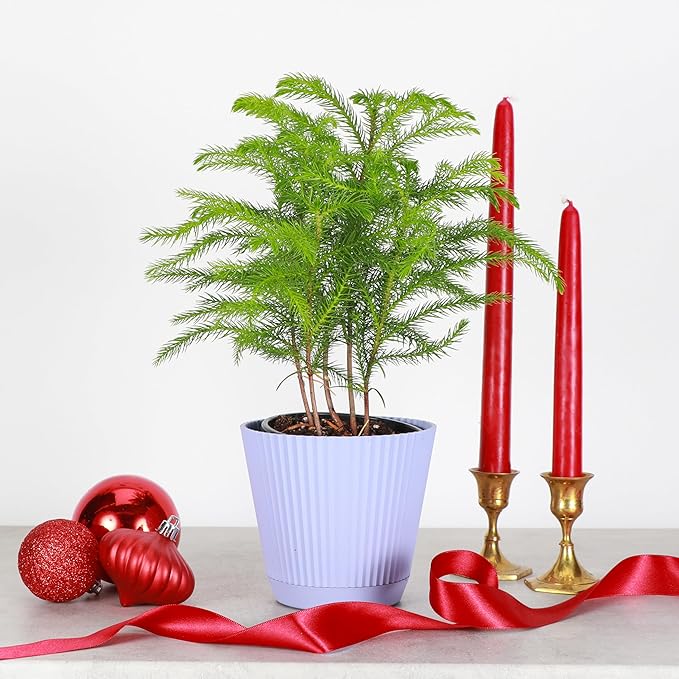 Thorsen's Greenhouse Live Norfolk Island Pine Plant, Christmas Greenery Gift or Decor, Air Purifying Premium Indoor Houseplant, Mature 4" Diameter Pot (Lavender, 4-inch Pot)
