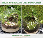 6 Inch Plant Glass Terrarium with Removable Wooden Base for Succulents Glass Bowl for Air Plant Cactus Moss (Plants not Included)