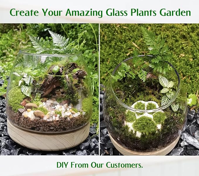6 Inch Plant Glass Terrarium with Removable Wooden Base for Succulents Glass Bowl for Air Plant Cactus Moss (Plants not Included)