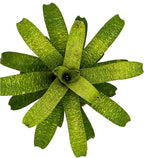 ragnaroc Live Plants – Bromeliad Vrisea Fenestralis, 4-8" in 4" Pot - 1ct - Live Arrival Guaranteed - House Plants for Home Decor & Gift