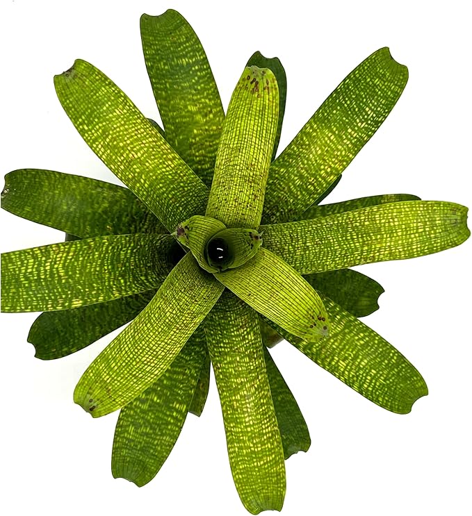 ragnaroc Live Plants – Bromeliad Vrisea Fenestralis, 4-8" in 4" Pot - 1ct - Live Arrival Guaranteed - House Plants for Home Decor & Gift