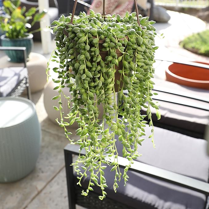String of Raindrops Succulent Plant Decor Hanging Basket, Real Succulents & Houseplants for Home or Office, Senecio, Curio, Unique House Plants