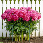 6 Pack Tall Peony Cages and Supports, 10" W x 24" H Heavy Duty Plant Peony Support Cages, Half Round Peonies Ring Metal Plant Stakes for Outdoor Plants, Garden Vegetables & Flowers