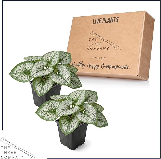 Live Brunnera 2-Pack – Sea Heart – Shade Perennial with Silver Foliage, Blue Spring Flowers, 10” Tall, 1 Qt Pot