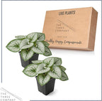 Live Brunnera 2-Pack – Sea Heart – Shade Perennial with Silver Foliage, Blue Spring Flowers, 10” Tall, 1 Qt Pot