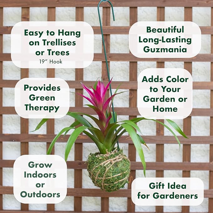 Better-GRO Bromeliad Hanging Kokedama – Indoor/Outdoor Decorative Planter, Low Maintenance Houseplant, Unique Home Decor - 12” Tall