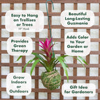Better-GRO Bromeliad Hanging Kokedama – Indoor/Outdoor Decorative Planter, Low Maintenance Houseplant, Unique Home Decor - 12” Tall