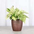Thorsen's Greenhouse Marble Queen Pothos, Live Indoor Plant, Easy to Grow, Rare Variegated Houseplant, Natural Air Purifier, 4-inch Diameter Pot (Copper)