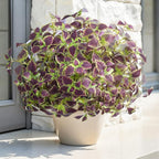 Artificial Greenery Plants Outdoor, 5 Pcs Faux Coleus Plants UV Resistant Silk Plants with Stems, Fake Plants for Outside Garden Patio Hanging Planter Pathway Front Porch Decoration(Brown)