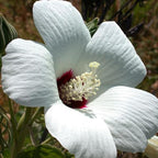 Chalily White Water Hibiscus, a Great Live Pond Plant for Your Water Garden. Filters The koi and Goldfish Pond. Good for Bogs, Plant Shelf or Shallow Water This marginal Aquatic is a Real Beauty