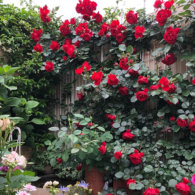 Mix Climbing Rose Seeds for Planting, 250+pcs Rare Climbing Rose Flower Seeds Plants, Heirloom Non-GMO Bush Vine Cover Hybrid Climber Rosa Flowers for Home Garden Outdoors