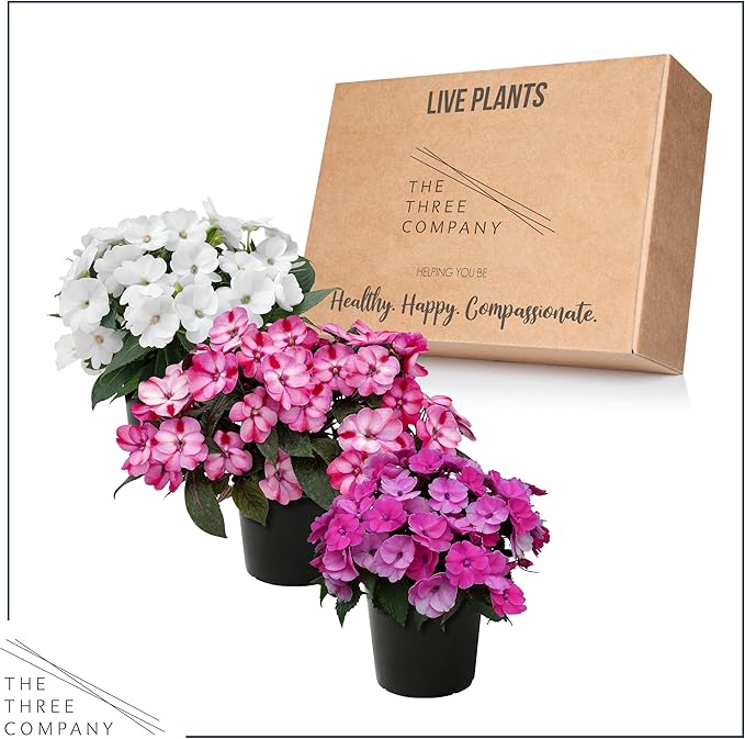 Live Flowering Sunpatiens - Grower's Choice Assorted Colors (3 Plants Per Pack), Beautiful Annual Summer Color, 10" Tall by 6" Wide in 1 Quart Pot