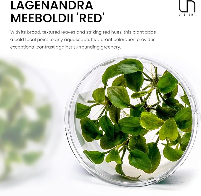 Ultum Nature Systems Lagenandra Meeboldii 'Red' Tissue Culture Live Plant for Aquarium, Freshwater Fish Tank, Aquascaping - 100% Snail Free in Vitro