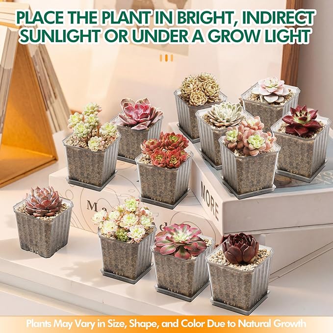Succulent House Plants Live – Echeveria Fanta with Succulent Care Accessories, Small Live Plant for Indoor & Outdoor Placement