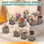 Live Succulent with Gardening Tools – Echeveria Night Phantom, Small Low-Maintenance Houseplant for Indoor & Outdoor