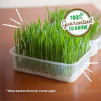 Back to the Roots Organic Wheatgrass Seeds – 2lb Non-GMO Value Pack; Great for Growing Nutritious Wheatgrass, Also Catgrass (Natural Hairball Remedy for Cats)