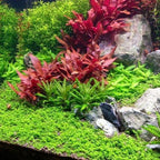 3xAlternanthera Lilacina Plants, Live Aquarium Plant | Deep Purple & Red Aquatic Stem Plant for Stunning Aquascapes