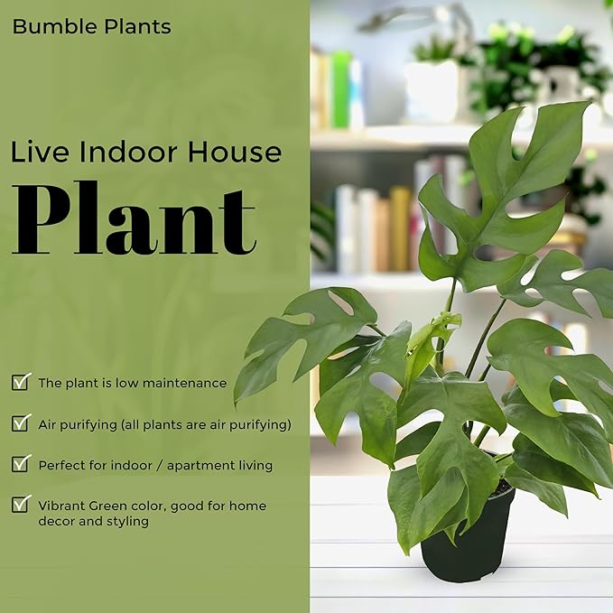 Bumble Plants Rhaphidophora Tetrasperma Mini Monstera 'Ginny' Full Size Live Houseplant | Easy Care, Live Indoor House Plants Fast-Growing Tropical Vine Air-Purifying Houseplant