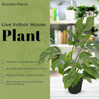Bumble Plants Rhaphidophora Tetrasperma Mini Monstera 'Ginny' Full Size Live Houseplant | Easy Care, Live Indoor House Plants Fast-Growing Tropical Vine Air-Purifying Houseplant